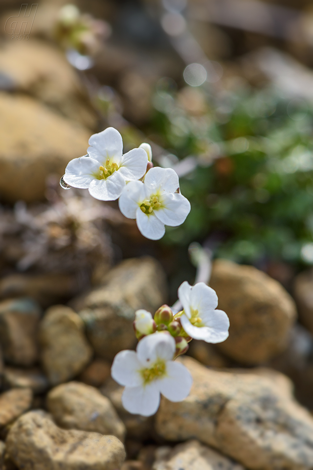 řeřišničník skalní - Arabidopsis petraea