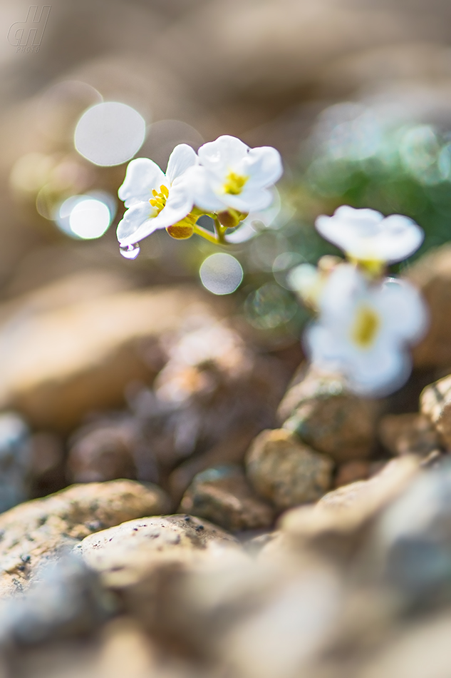 řeřišničník skalní - Arabidopsis petraea