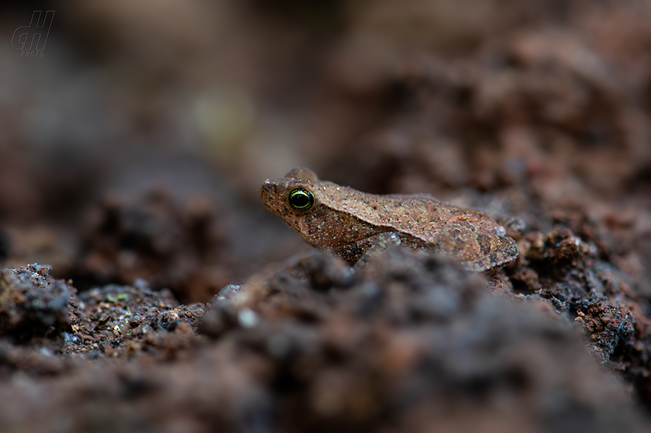 Rhinella alata