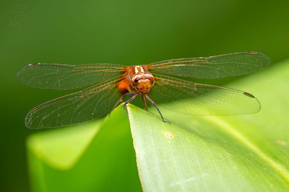 Rhodothemis rufa