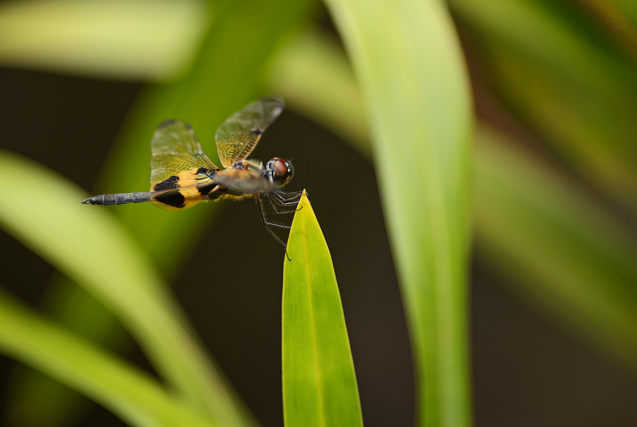 Rhyothemis phyllis