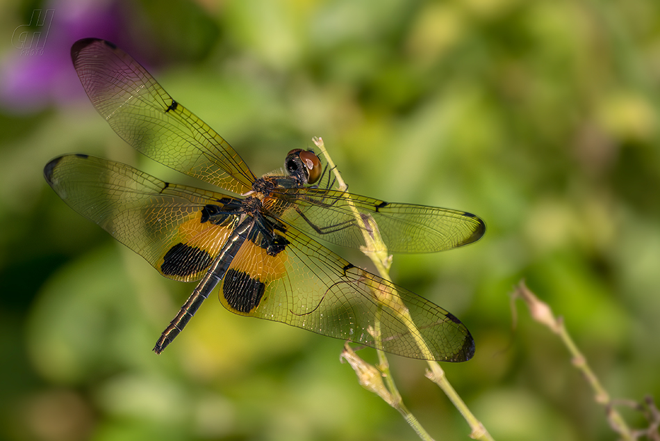 Rhyothemis phyllis
