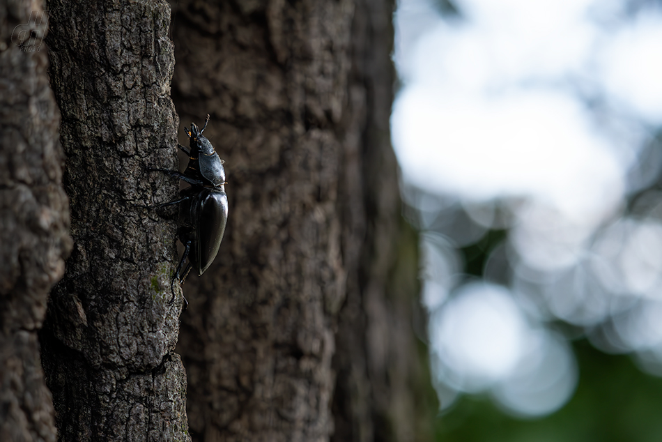 roháč obecný - Lucanus cervus
