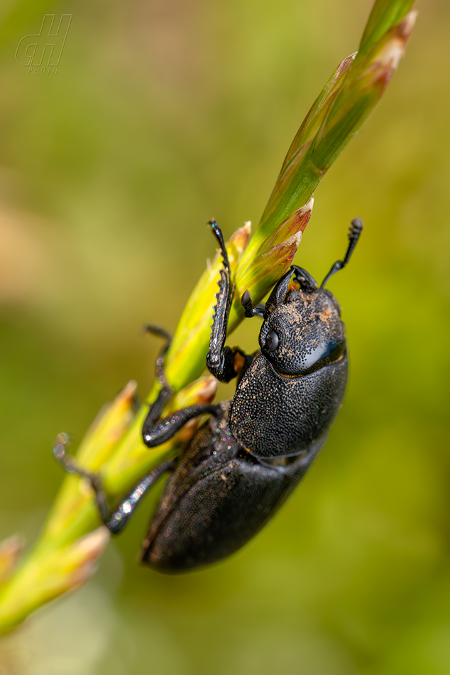roháček kozlík - Dorcus parallelipipedus 