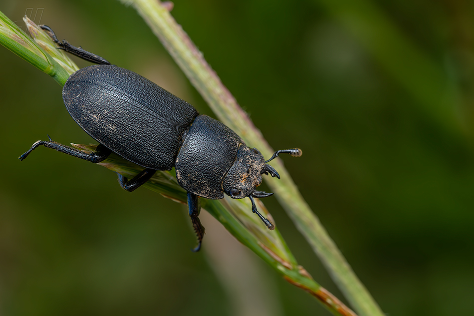 roháček kozlík - Dorcus parallelipipedus 