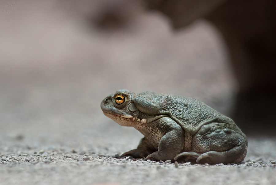 ropucha coloradská - Incilius alvarius