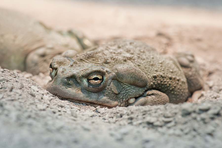 ropucha coloradská - Incilius alvarius