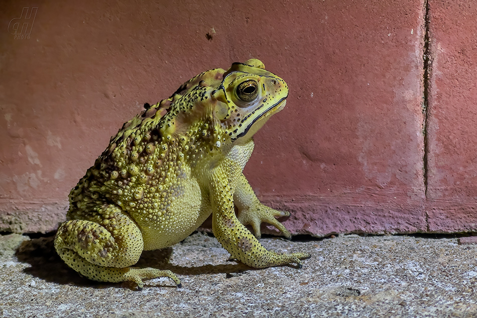 ropucha jihoasijská - Duttaphrynus melanostictus