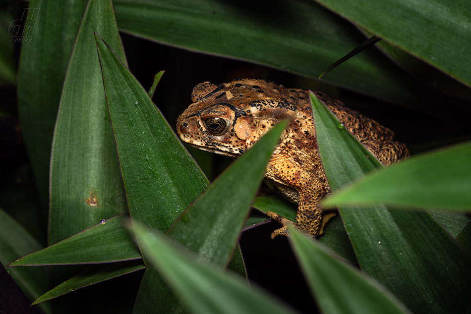 ropucha jihoasijská - Duttaphrynus melanostictus