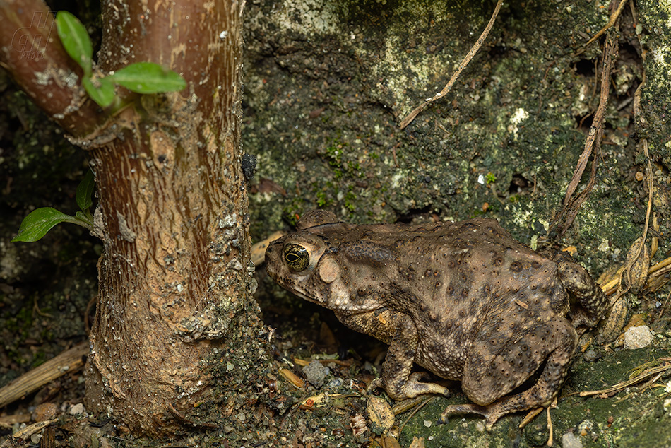 ropucha jihoasijská - Duttaphrynus melanostictus