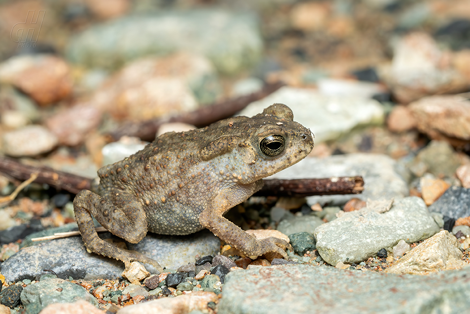 ropucha jihoasijská - Duttaphrynus melanostictus