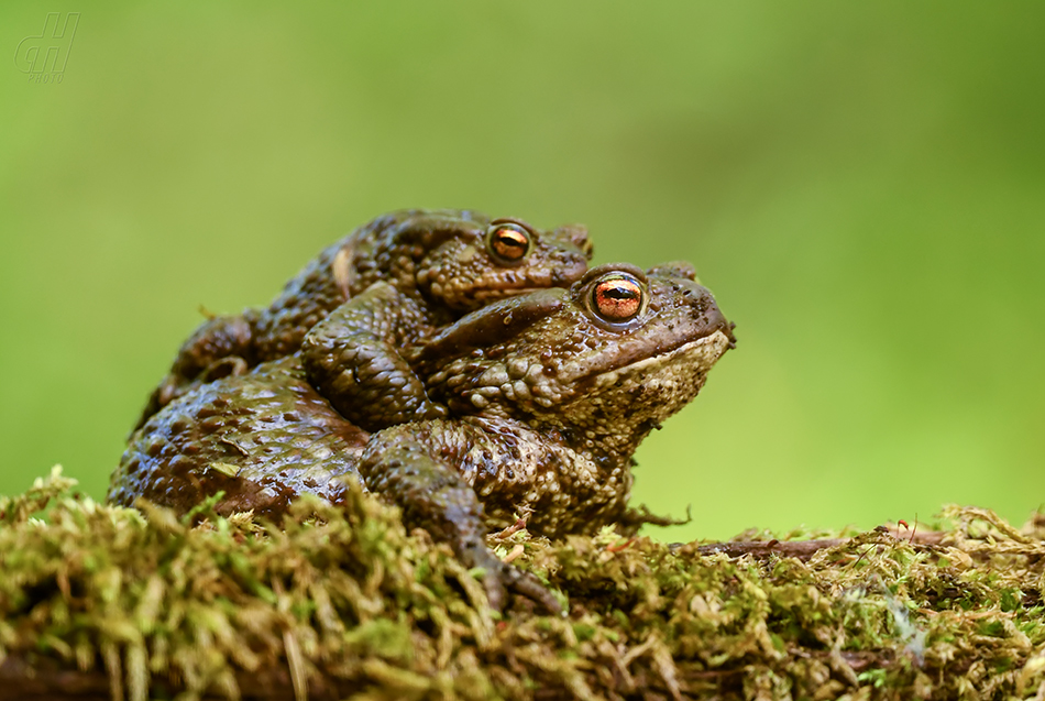 ropucha obecná - Bufo bufo