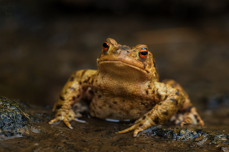 ropucha obecná - Bufo bufo