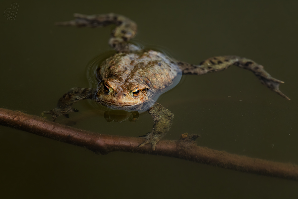 ropucha obecná - Bufo bufo