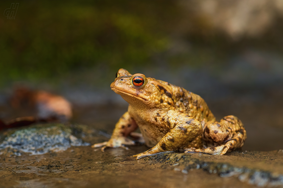 ropucha obecná - Bufo bufo