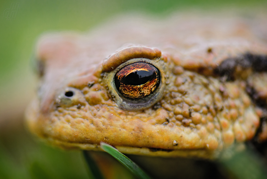 ropucha obecná - Bufo bufo