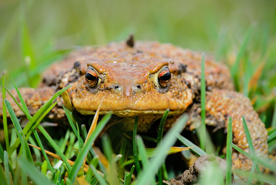 ropucha obecná - Bufo bufo