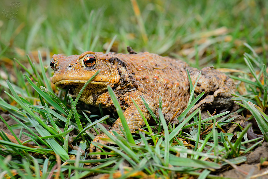 ropucha obecná - Bufo bufo