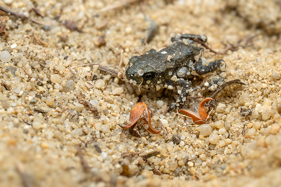 ropucha obecná - Bufo bufo