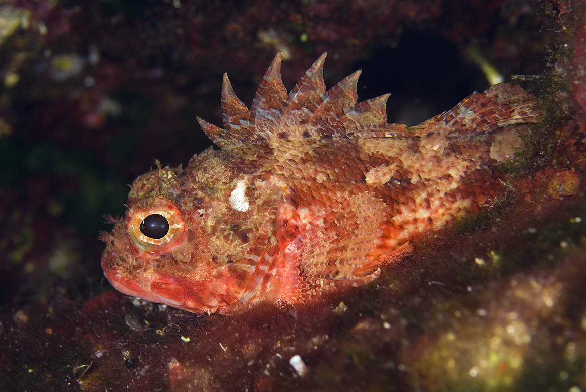 ropušnice malá - Scorpaena notata