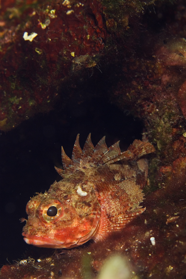 ropušnice malá - Scorpaena notata