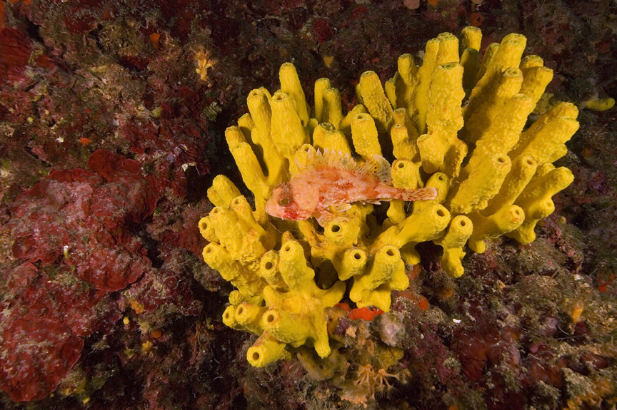 ropušnice malá - Scorpaena notata