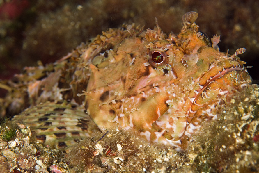 ropušnice obecná - Scorpaena scrofa