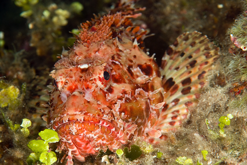 ropušnice obecná - Scorpaena scrofa