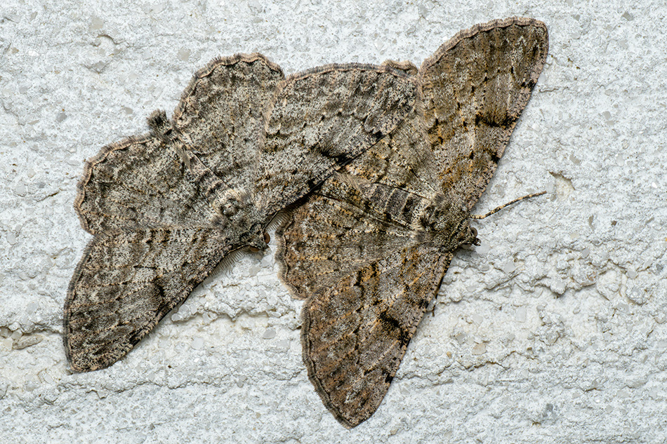 různorožec trnkový - Peribatodes rhomboidaria