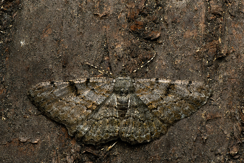 různorožec trnkový - Peribatodes rhomboidaria