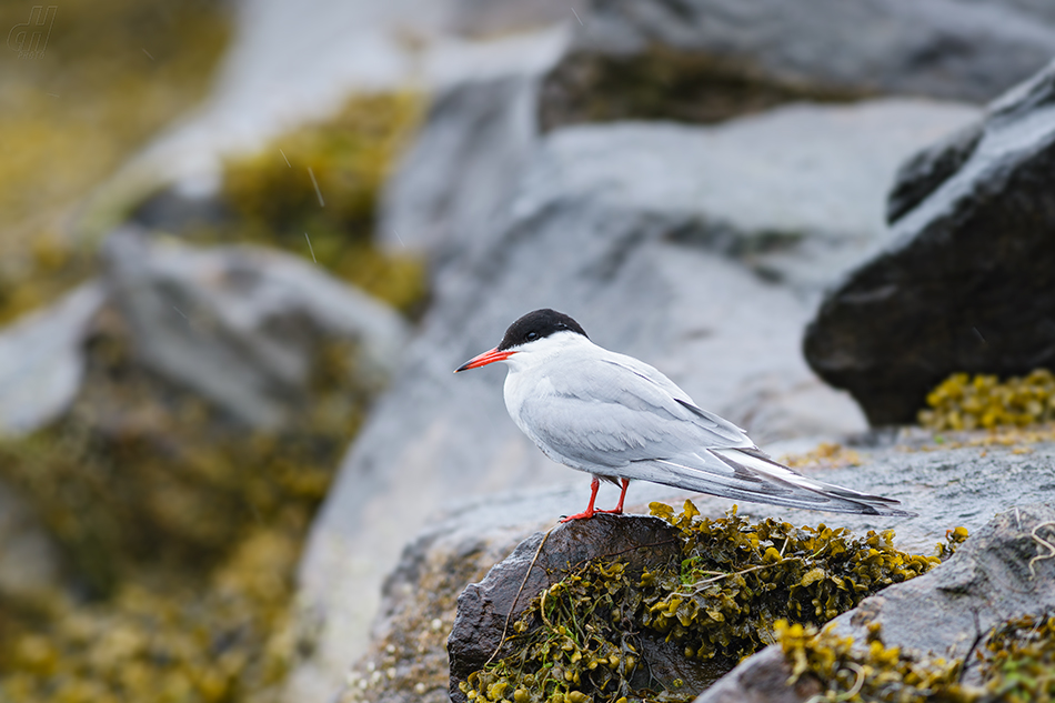 rybák obecný - Sterna hirundo