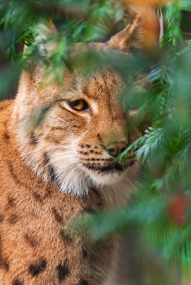 rys ostrovid - Lynx lynx