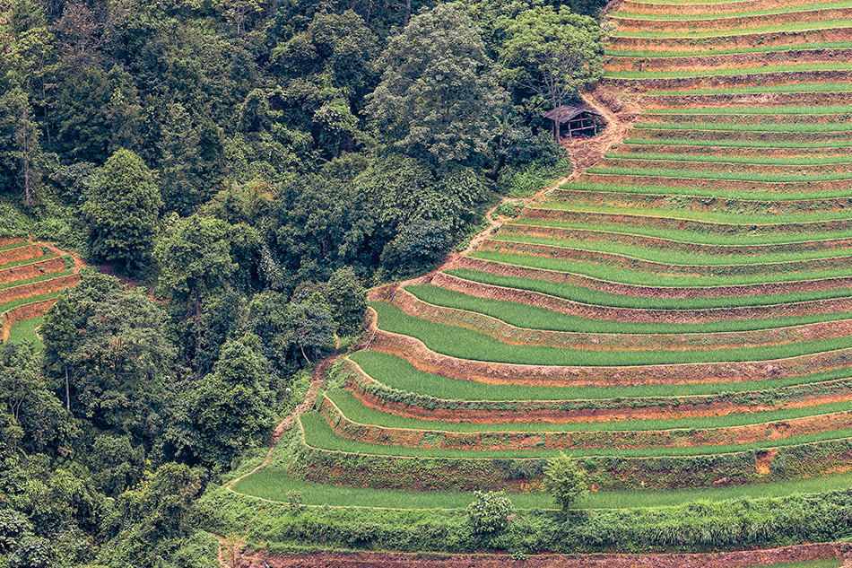 rýžová pole Dong Van