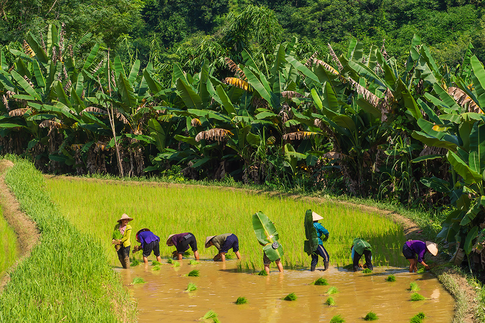 rýžová pole Dong Van