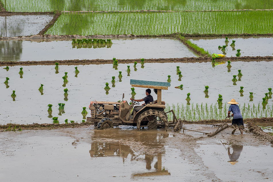rýžová pole Van Long