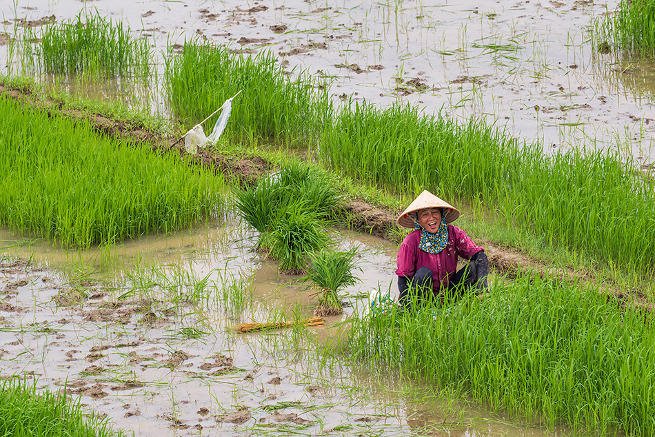 rýžová pole Van Long