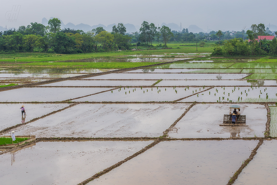 rýžová pole Van Long