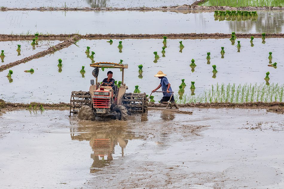rýžová pole Van Long