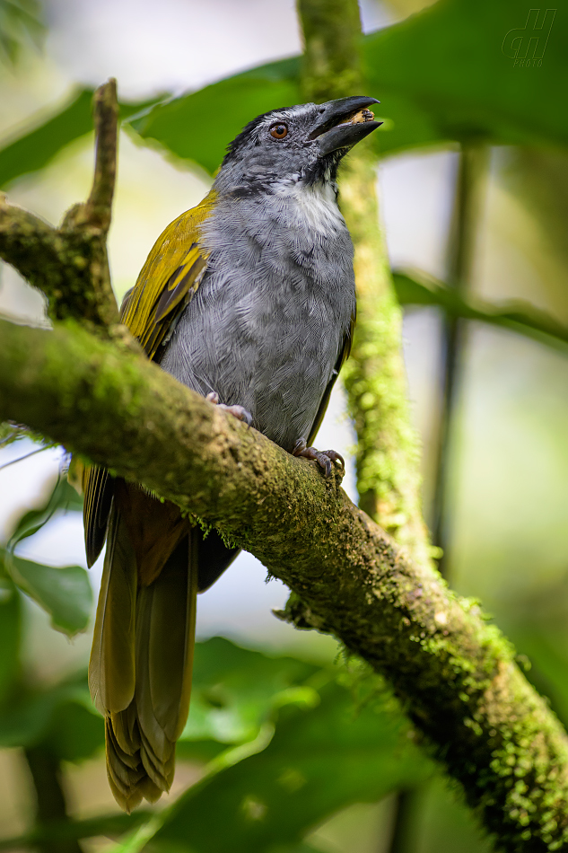 saltator černočapkový - Saltator atriceps