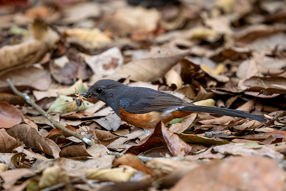 šáma bělořitá - Copsychus malabaricus
