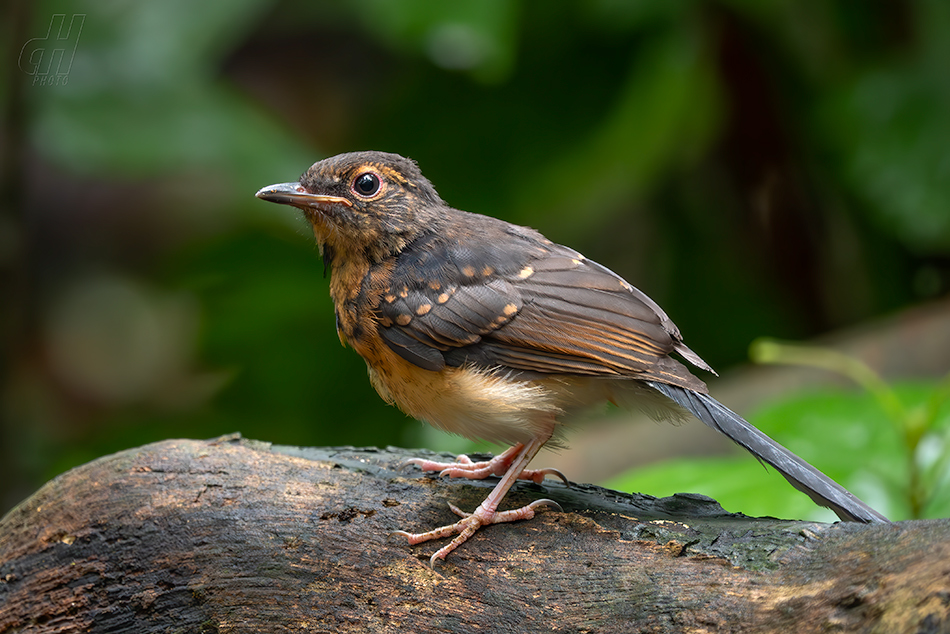 šáma bělořitá - Copsychus malabaricus