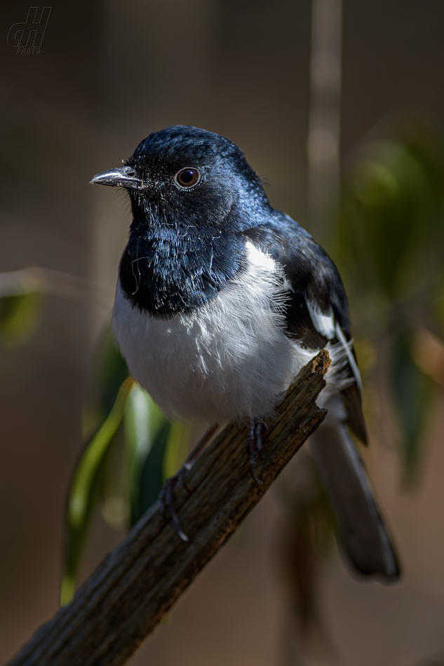 šáma madagaskarská - Copsychus albospecularis