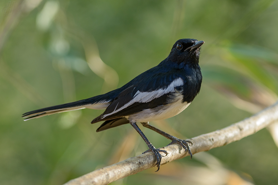 šáma stračí - Copsychus saularis