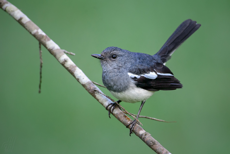 šáma stračí - Copsychus saularis