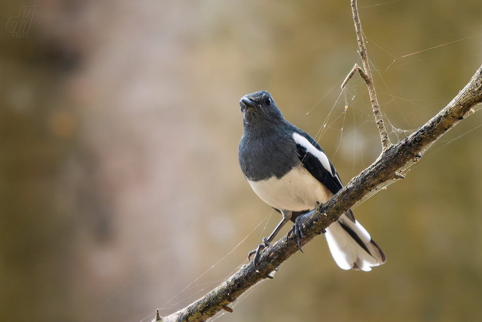 šáma stračí - Copsychus saularis