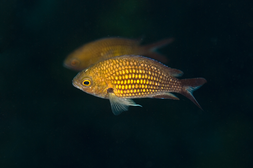 sapín obecný - Chromis chromis