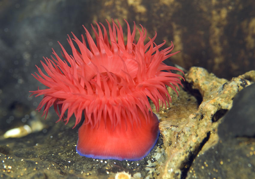 sasanka koňská - Actinia equina