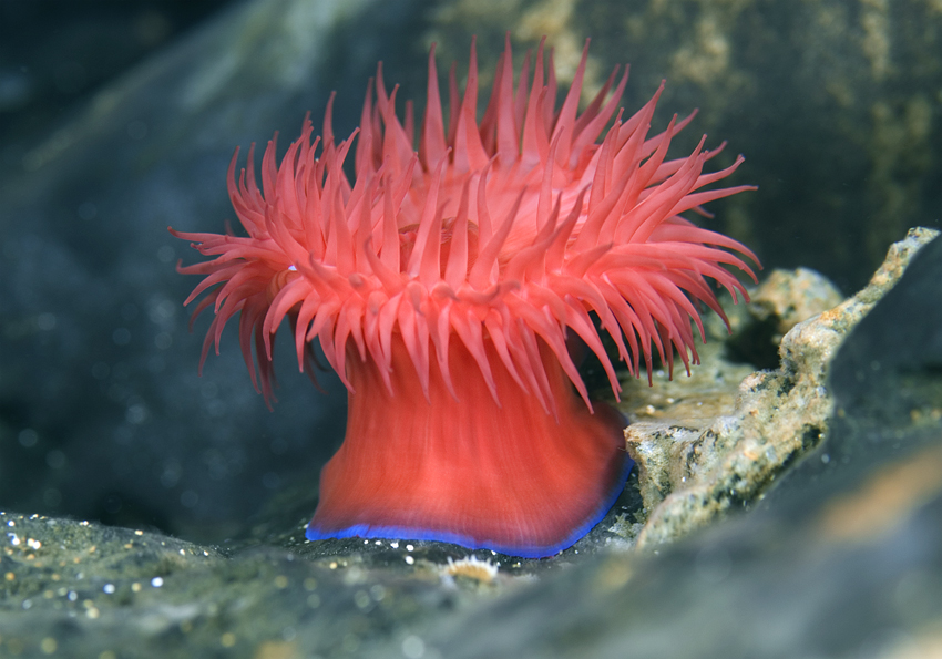 sasanka koňská - Actinia equina