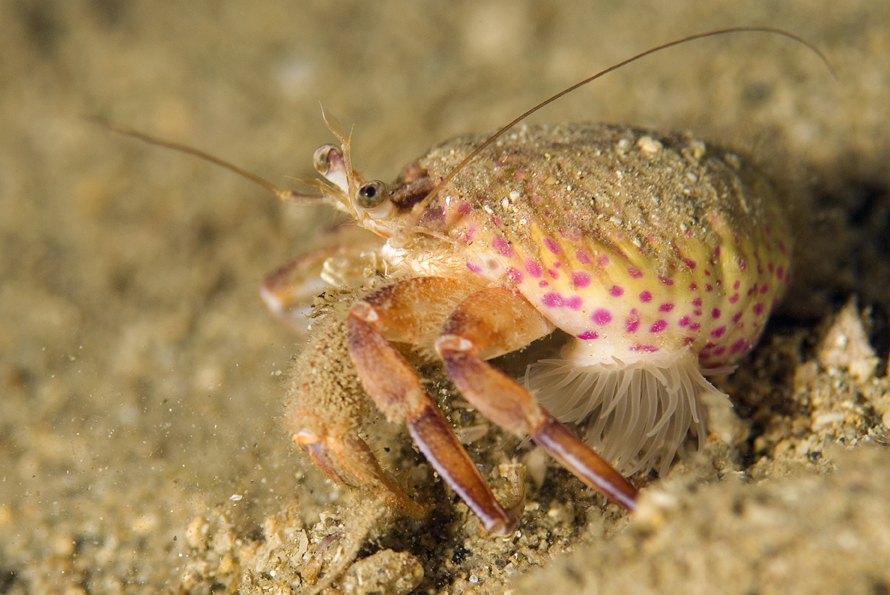 sasanka obranná - Adamsia carciniopados