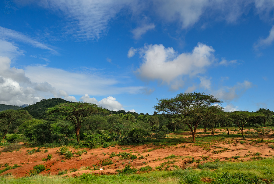 Savana - Tsavo, Keňa